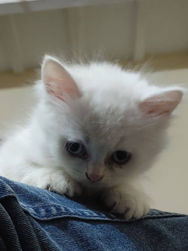 Persian Cat kitten 3