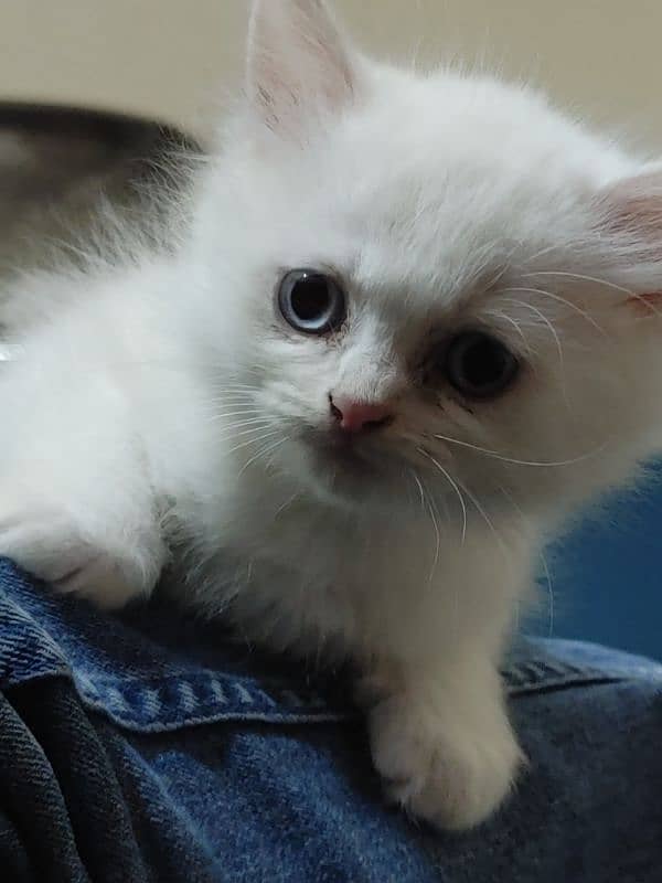 Persian Cat kitten 4