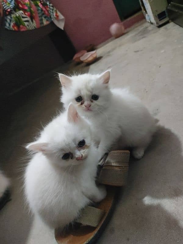 Persian Cat kitten 6