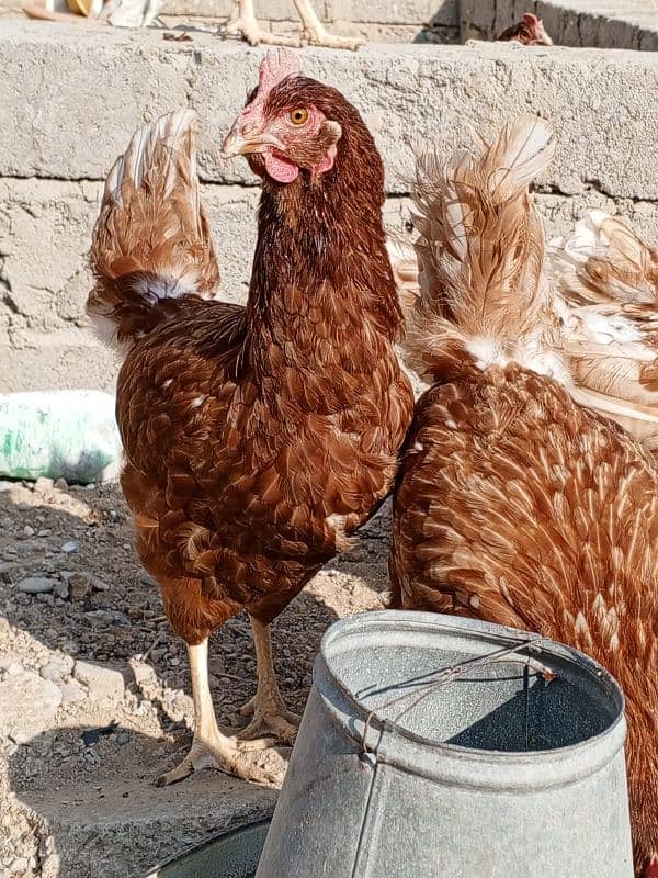 lohman Brown hens available 0