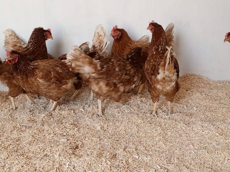 lohman Brown hens available 1