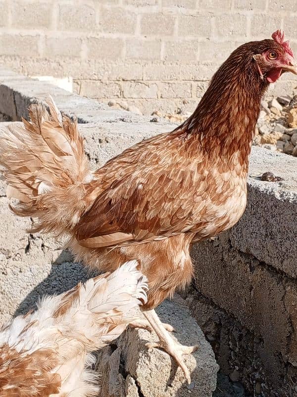 lohman Brown hens available 2