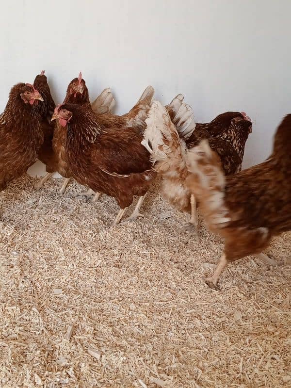 lohman Brown hens available 3