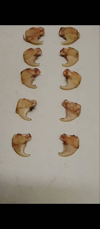 Authentic Lion Nail Pendant 10 Pcs 0