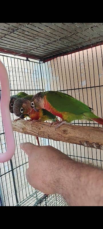 Pineapple Conure - Red Factor 0