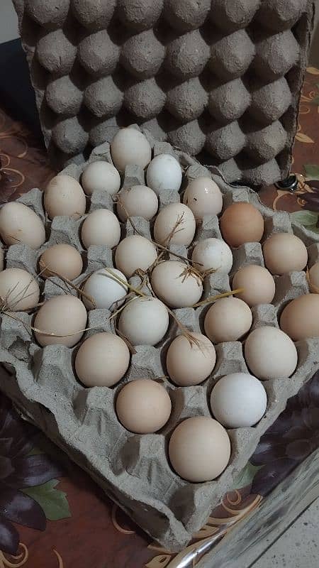 Asli Desi Peshawri Eggs 2