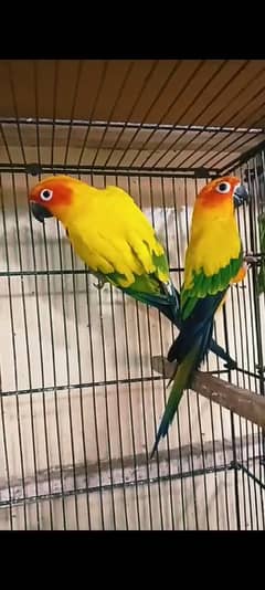 sunconure breeder pair with dna