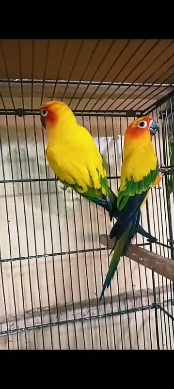 sunconure breeder pair with dna 1