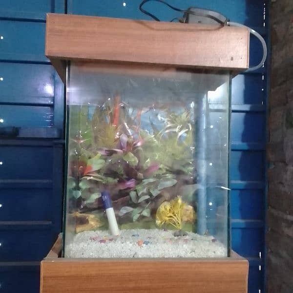 Fish Aquarium 3