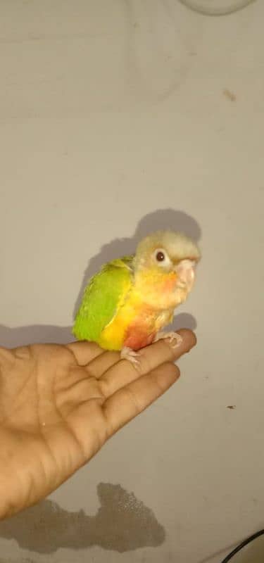 pineapple conure chick and yellow cross ringneck hendtamd 0