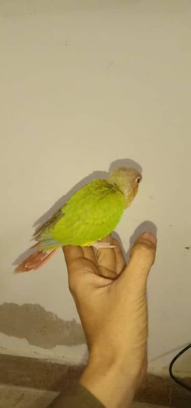 pineapple conure chick and yellow cross ringneck hendtamd 1