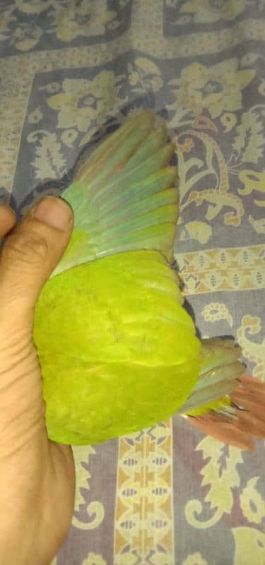 pineapple conure chick and yellow cross ringneck hendtamd 2