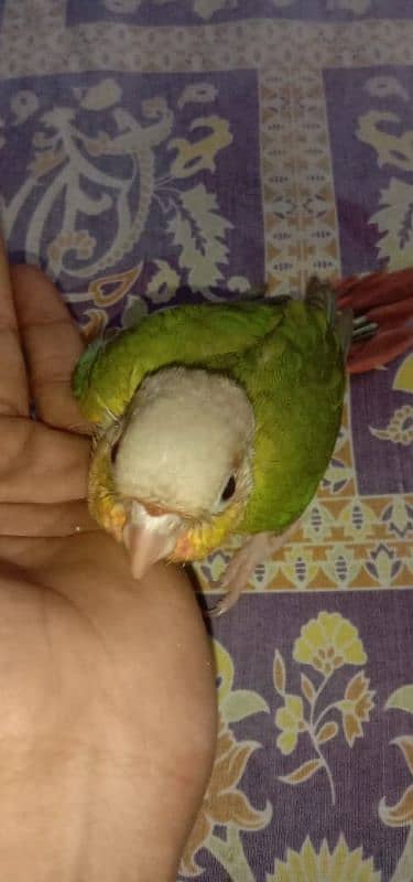 pineapple conure chick and yellow cross ringneck hendtamd 3