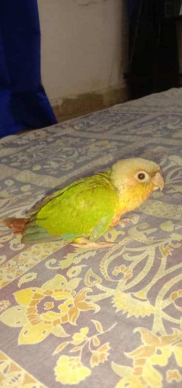 pineapple conure chick and yellow cross ringneck hendtamd 5