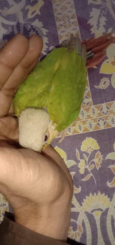 pineapple conure chick and yellow cross ringneck hendtamd 6