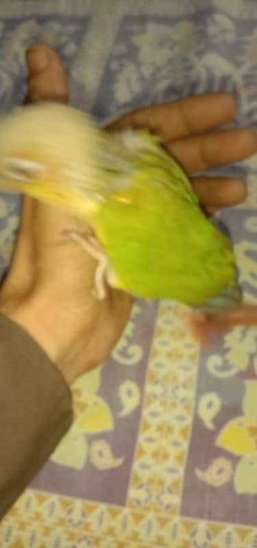 pineapple conure chick and yellow cross ringneck hendtamd 7