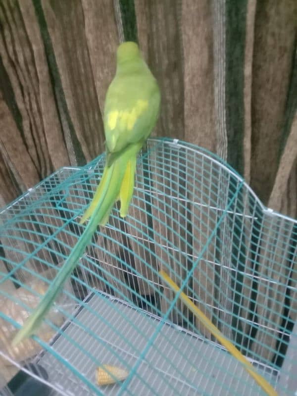 pineapple conure chick and yellow cross ringneck hendtamd 8