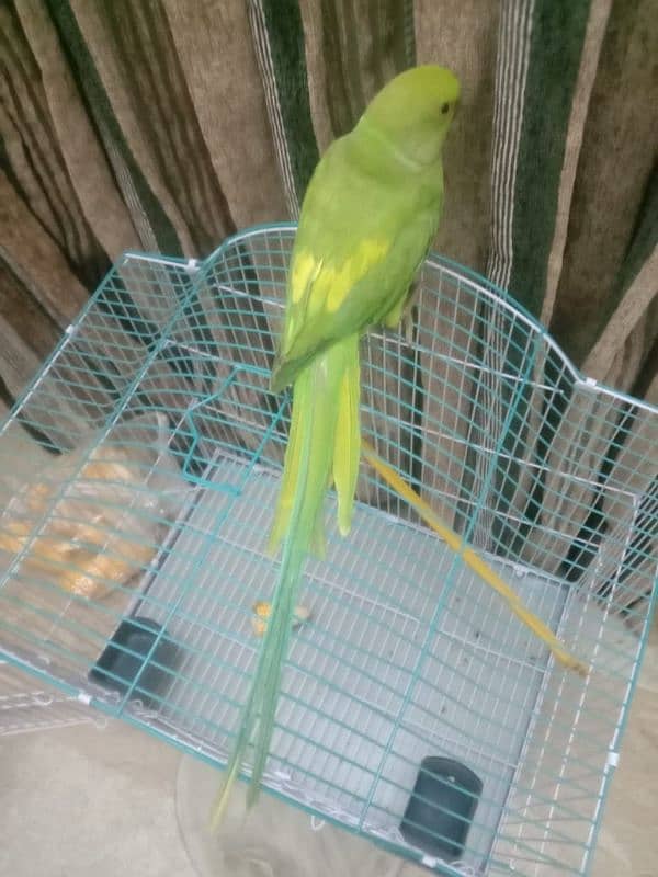 pineapple conure chick and yellow cross ringneck hendtamd 9