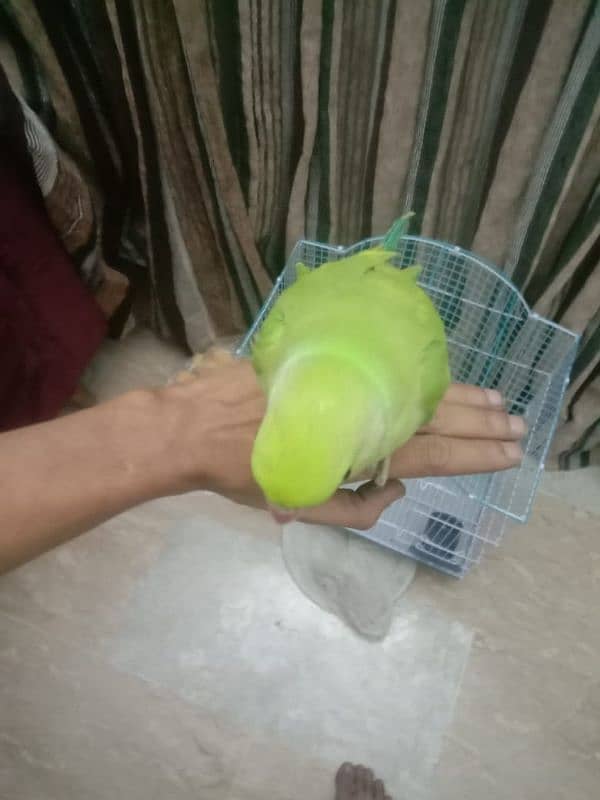 pineapple conure chick and yellow cross ringneck hendtamd 10