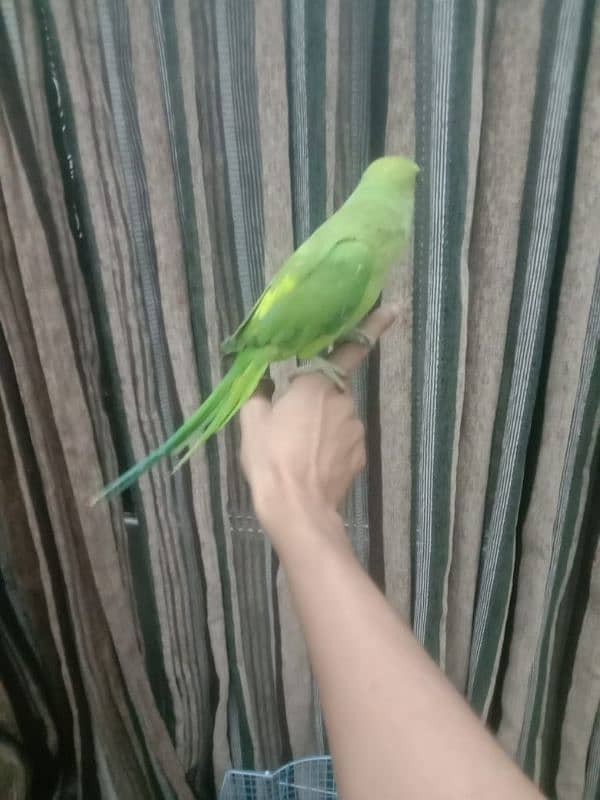 pineapple conure chick and yellow cross ringneck hendtamd 11