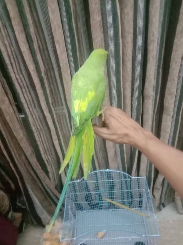 pineapple conure chick and yellow cross ringneck hendtamd 12