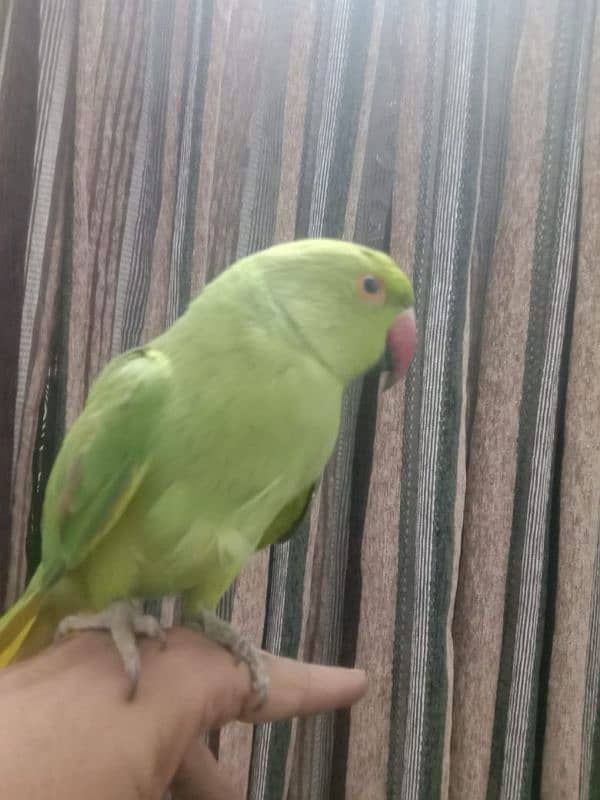 pineapple conure chick and yellow cross ringneck hendtamd 13