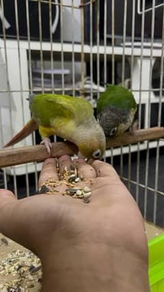 2 Conure Mall