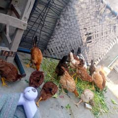 golden mishri mix hens