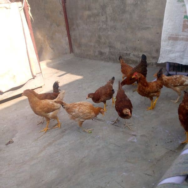 golden mishri mix hens 2