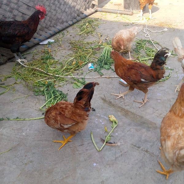 golden mishri mix hens 3