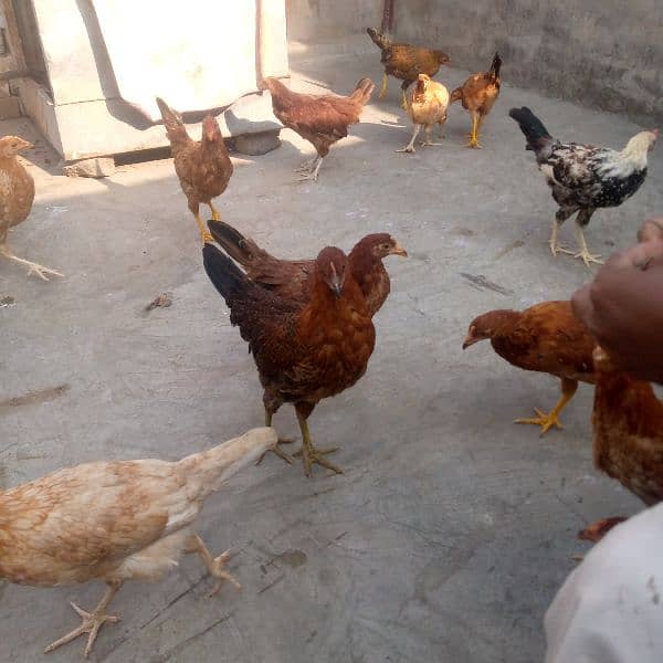 golden mishri mix hens 4