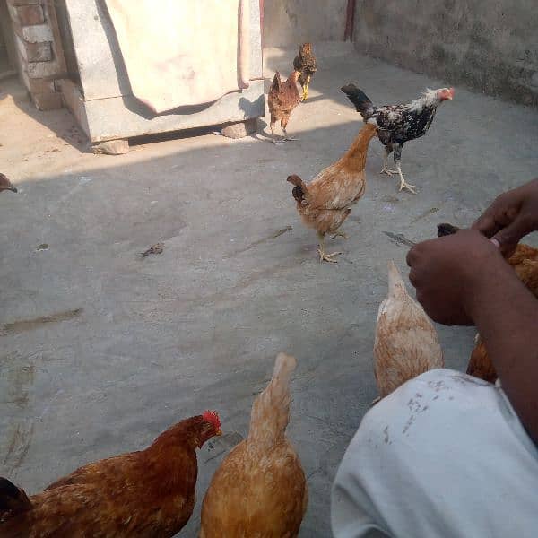 golden mishri mix hens 5