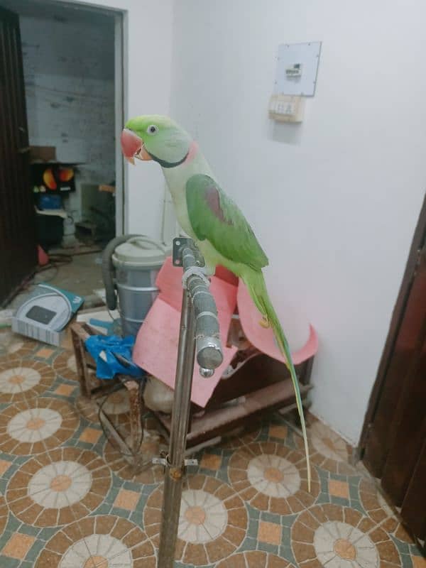 Raw Parrot Male Tame 0