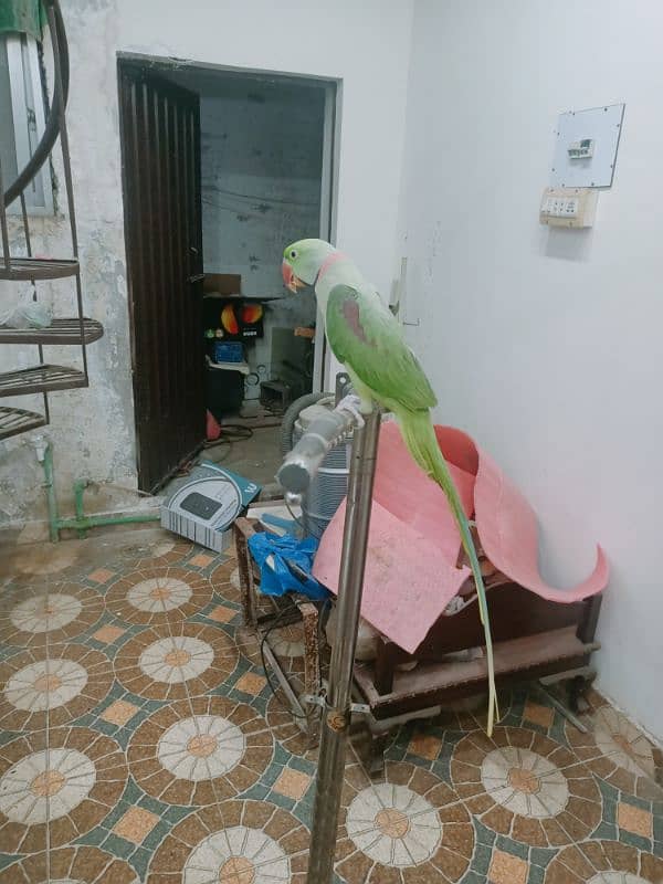 Raw Parrot Male Tame 1