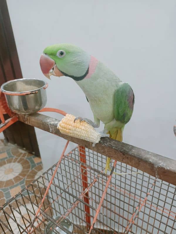 Raw Parrot Male Tame 5