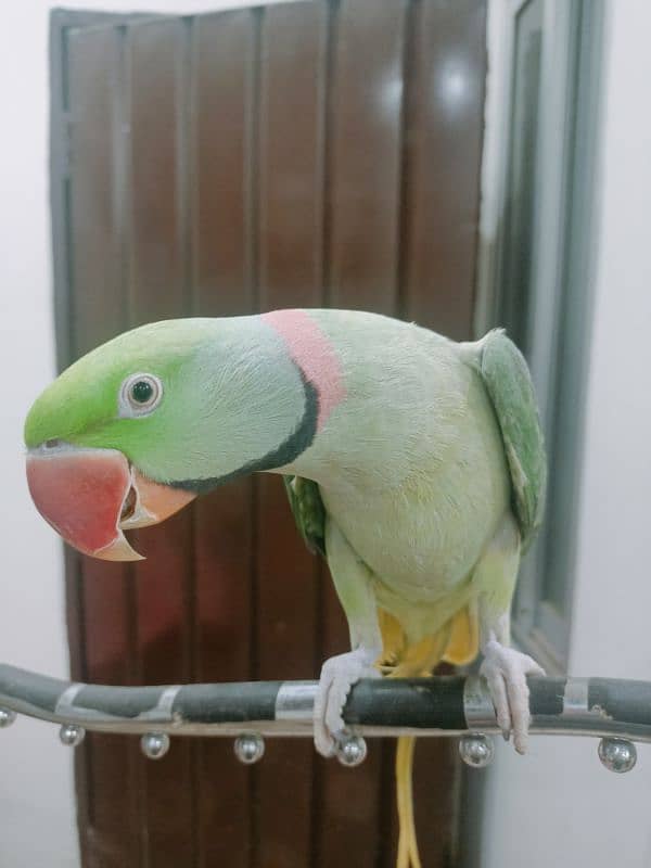 Raw Parrot Male Tame 7