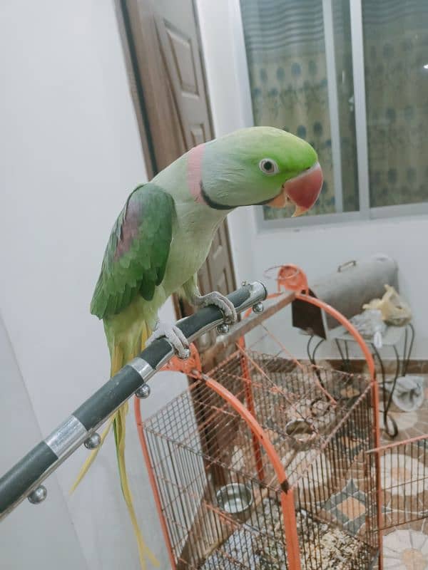 Raw Parrot Male Tame 8