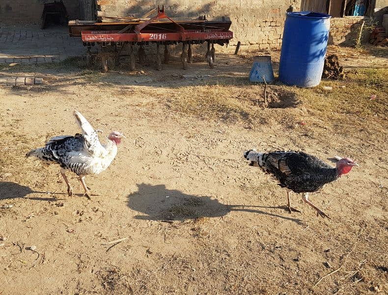 2 Male Turkeys 5