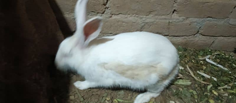 female rabbit 6