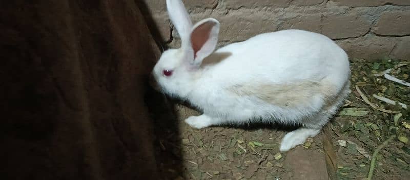 female rabbit 8