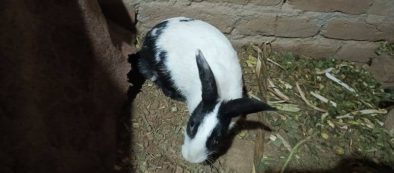 female rabbit 10