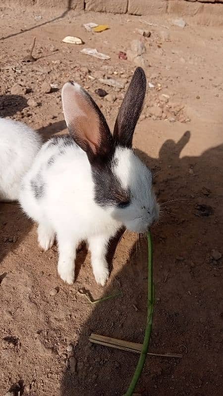 RUSSIAN RABBITS 3