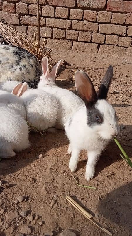 RUSSIAN RABBITS 4