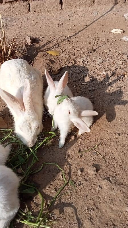 RUSSIAN RABBITS 5