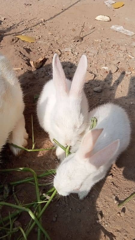 RUSSIAN RABBITS 8