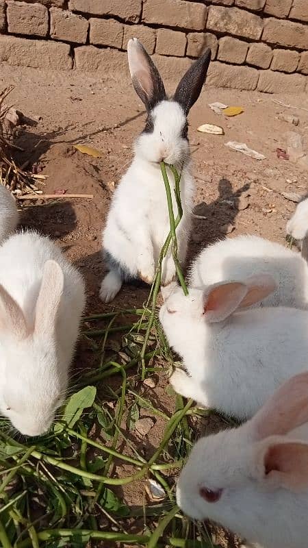 RUSSIAN RABBITS 10