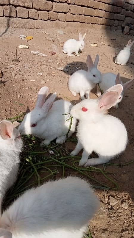 RUSSIAN RABBITS 11