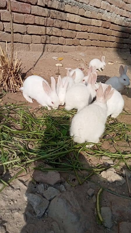 RUSSIAN RABBITS 12