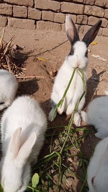 RUSSIAN RABBITS 13