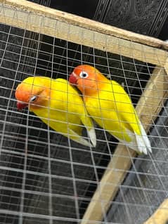 Lovebird letino pair for sale